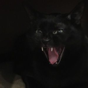 Meet your Posher, Dena